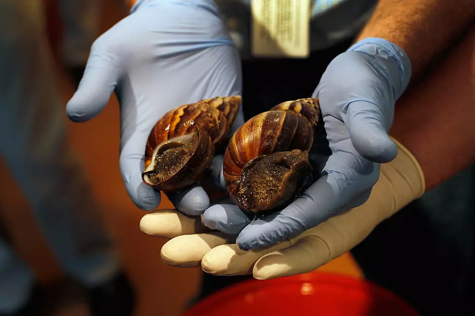 Louisiana Man Cited For Putting Illegal Invasive Snails in Pond
