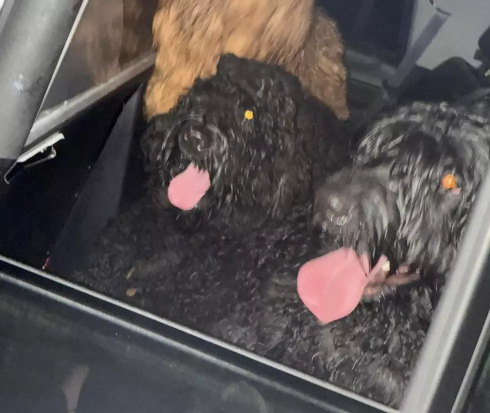 Dogs in Louisiana Maul Back of Police Unit While Detained